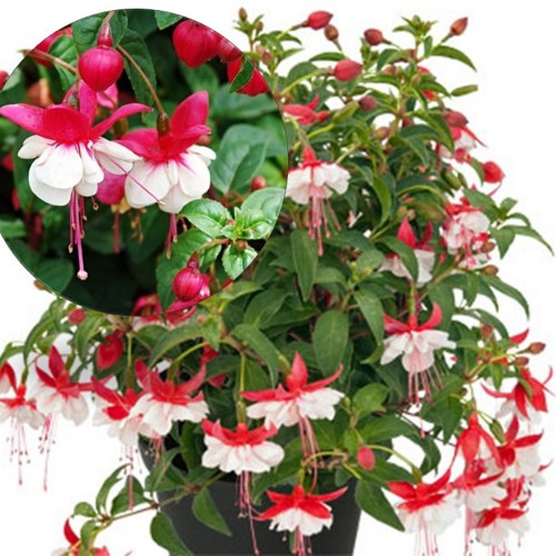 Fuchsia 'SHADOW DANCER Anna' - Fuksia 'SHADOW DANCER Anna' 